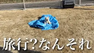 せっかく旅行に連れてきたのに全く楽しまないフレブルの赤ちゃん