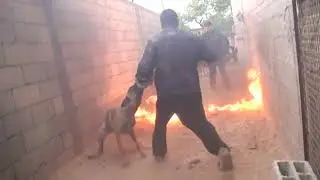 تدريب كلب مالينو طاعة وشراسة وحماية شخصيات على مستوى العالم!!