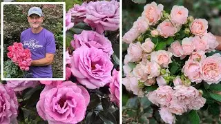 You'll Want These Roses for Your Garden! Meet the Breeder