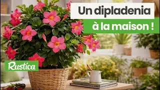 Dipladenia en Int&eacute;rieur, les secrets d'Hubert Fontaine pour une plante magnifique  toute l'ann&eacute;e !