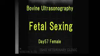Bovine Fetal Sexing          * cow  * veterinary * reproduction