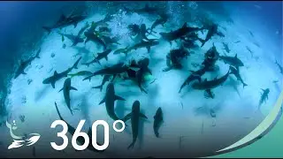 Stuart Cove: Diving with Sharks in VR/360&deg; (4K) | The Bahamas