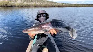 SPOT TOMAN BRUNEI | TOP WATER EXPLOSION | KANDOL BRUNEI