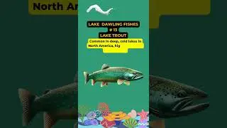 #LakeTroutLegacy  #LifeBelowWater #SDG14 #ProtectOurLakes #LakeBiodiversity #Con