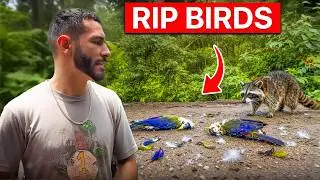 Our favorite birds in our aviary were attacked...