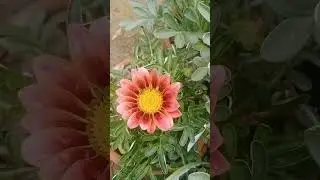 Gazania linearis (Gazania Plant)