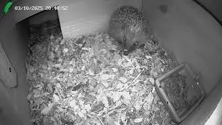 🔴 Hedgehog Live Cam - Cornwall, UK