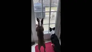 Two Boston Terriers Barking At Other Dog That Visiting Without Invitation