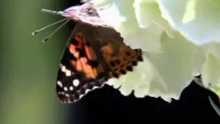 Butterfly Footage shot on Sony PDW-700