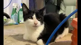 My dads work cat