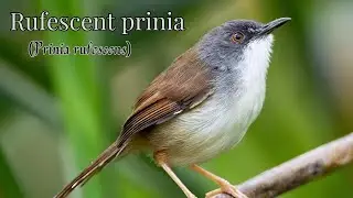 Rufescent prinia (Prinia rufescens) - Prinia Species - Common Indian Birds