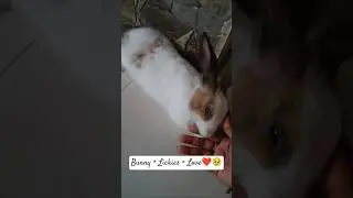 Lickies Time🥹😘 #ytshorts #viral #trending #bunny #reels #rabbit #pets #babybunny #love