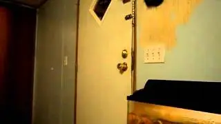 cat gone crazy