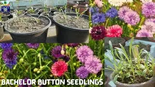How to transplant Bachelor's Button  Winter Seedlings with tips at Asim Rooftop Garden