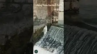 FISHING SILVER BARB IN FAST RIVER FLOW‼️