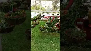 Beauty Of Mussoorie|Company Garden Mussoorie| Beautiful Flower| #mussoorie #hillstation #tourist