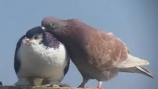 Silvia Moldovan - Porumbelul pinguin si gagica lui roscata (2020)