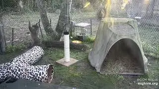 Rehab bobcat plays with dinner. Again.