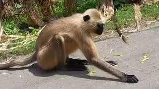 indian village monkey | monkey video | monkey life