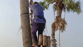 How to produce sugar palm tree palm fruit water Asian culture  Eps 10