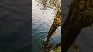 The release, to the depths #fishing #pikefishinguk #anglingadventures #predatorfishing #esox #lake