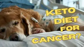 How a Low Carb Keto Type Diet Can Save Your Dog From Cancer