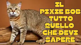 🐾Il gatto pixie bob : tutto quello che devi sapere! 🐾