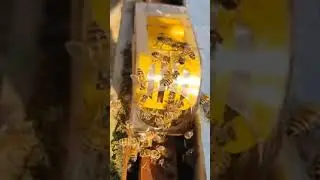 S&Oacute; UNS TAPINHAS PARA RAINHA MARCADA SAIR #SHORTS