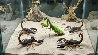 4 Scorpions vs Mantis