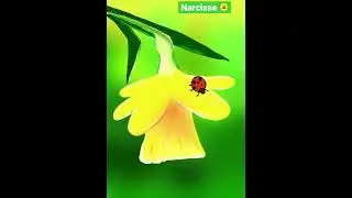Mon dessin &laquo;&nbsp;narcisse🌼&nbsp;&raquo;#drawflowers #dessinart#dessinfacile#drawflower#botanicaldrawing#schort