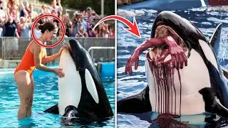 The TERRIFYING Final Moments of Orca Trainer Elise Moreau &mdash; BlueSea&rsquo;s Darkest Day