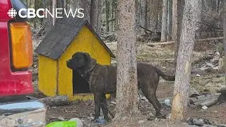 Dog attack led to new animal agreement in Carmacks
