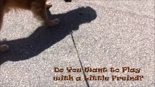 Dog Walking Cary NC -Dog Walkers Cary NC-