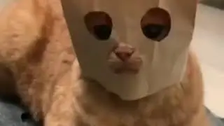 Cat with a paper bag mask