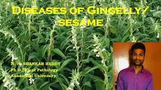 Diseases of Gingelly/Sesame | Oilseeds | Plant Pathology | Exam Oriented - NET 2021