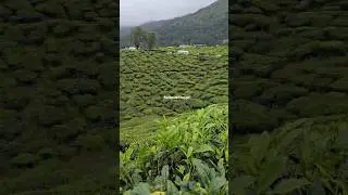🌴 Kerala Greenery 🌿 | God&rsquo;s Own Country 🇮🇳✨ #Shorts