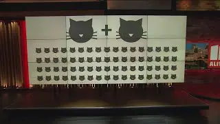 Cobb County's stray cat population is booming