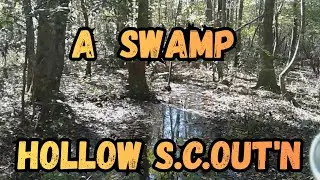 A SWAMP HOLLOW S.C.OUT'`N : W / HAPPYBIRD HOLLOW #swamplife#wetlandwanderer#oldtrees#ancientenergys