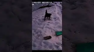 Кот и лиса. Патрик прогоняет дикую лису, которая пытается съесть чужую еду