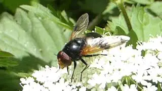 Pellucid Fly - Volucella pellucens - Bl&oacute;msveifa - Sv&ouml;rt fluga - Skord&yacute;r