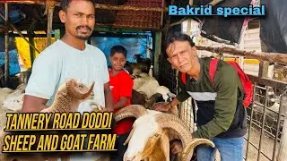 Bakrid 2025 Special | Tannery Road Doddi Sheep & Goat Market | Bangalore Qurbani Bazaar Tour
