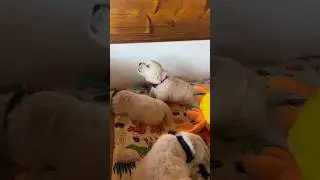 Golden Retriever Puppy&rsquo;s First Day of Weaning from Mama&rsquo;s Milk #crybaby #puppy