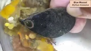 Blue Mussel