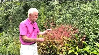 Herb Robert - Part 2 - with John Feehan in August, Wildflowers of Offaly series