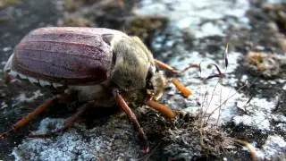 Melolontha melolontha