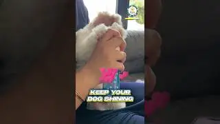 How to clean dog paws - Paw Cleaning #dog  #viral #puppy #reels