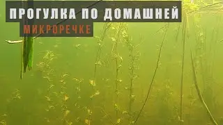 Прогулка по домашней микроречке