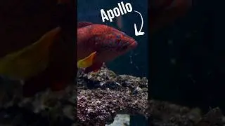 Meet Apollo, Our Miniatus Grouper: Part 1