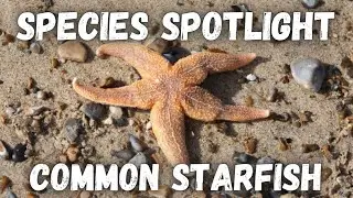 Species Spotlight - Common Starfish (Asterias rubens)