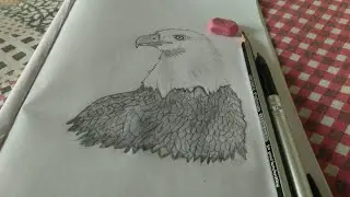 How to draw Very easy sketch of an Eagle#13